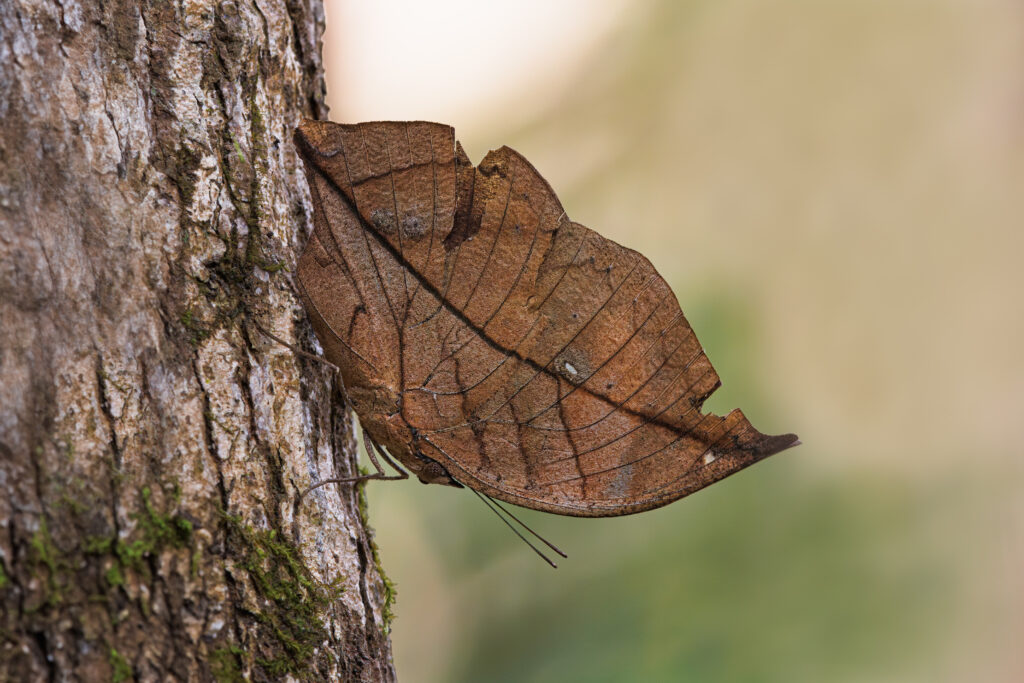 An Orange Oakleaf butterfly with its closed wings camouflaged as a leaf. A metaphor for hidden X-Matrix Teams.