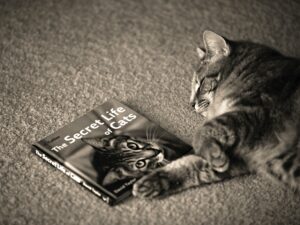 To start with the X-Matrix requires curiosity (which killed the cat). Image of a curious cat lying on the carpet next to a book about "The Secret Life of Cats". 