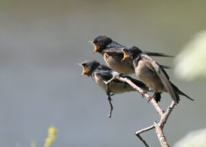 A delivery starves strategy metaphor. Three starving bird with their beaks open waiting for food to be brought to them.